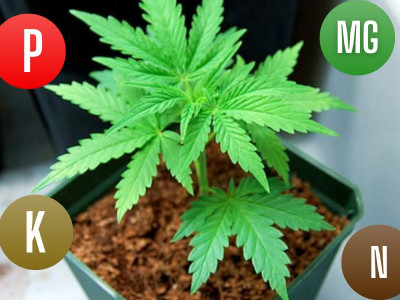 What kind of soil is needed for growing marijuana