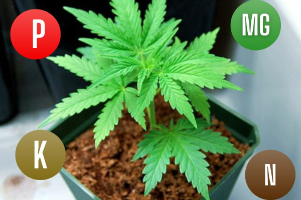 Какой грунт нужен для семян марихуаны