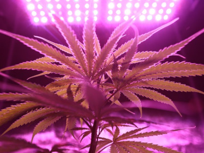 What kind of lighting is needed for growing cannabis