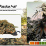 Семена конопли Passion Fruit® от Dutch Passion