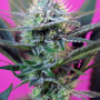 Cannabis seeds +SPEED AUTO® from Sweet Seeds