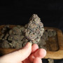 Семена конопли LEMON CHERRY RUNTZ ™ от Fast Buds
