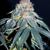 Auto Gorilla #5