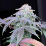 Семена конопли LEMON MANDARIN ™ от Fast Buds