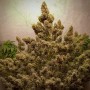 Cannabis seed variety Auto Cinderella Jack Feminised Silver