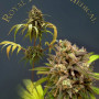 Cannabis seed variety Royal Highness Feminised Silver