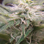 Cannabis seeds Original CHEESE Auto from Fast Buds