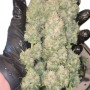 Семена конопли Wedding CHEESECAKE Auto от Fast Buds