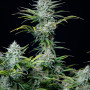Насіння конопель Original AUTO WHITE WIDOW від Fast Buds