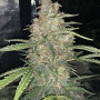 Cannabis seeds Original SKUNK Auto from Fast Buds