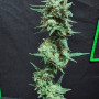 Семена конопли GREEN CRACK Auto от Fast Buds