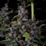 Семена конопли Purple LEMONADE FF от Fast Buds