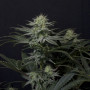 Cannabis seeds GG4 Sherbet_FF from Fast Buds