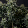 Cannabis seeds GORILLA Cookies_FF from Fast Buds
