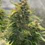 Семена конопли Original AUTO CINDERELLA от Fast Buds