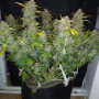 Семена конопли Original AUTO AK от Fast Buds