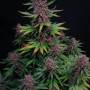 Семена конопли ZTRAWBERRIEZ Auto от Fast Buds