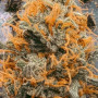 Семена конопли Original AUTO AFGHAN KUSH от Fast Buds