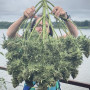 Семена конопли Original AUTO OG KUSH от Fast Buds