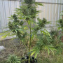 Семена конопли Original AUTO AFGHAN KUSH от Fast Buds