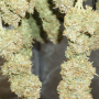 Семена конопли STRAWBERRY PIE Auto от Fast Buds