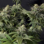Cannabis seeds Orange SHERBET_FF from Fast Buds