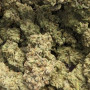Семена конопли Original AUTO CHEMDAWG от Fast Buds