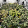 Семена конопли LEMONPAYA ™ от Fast Buds