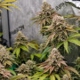 Семена конопли GORILLA MELON ™ от Fast Buds