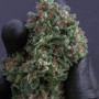 Насіння конопель Original AUTO SOUR DIESEL від Fast Buds