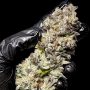 Семена конопли BISCOTTI GELATO™ от Fast Buds