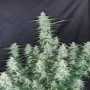 Семена конопли Z Auto (Zkittlez Auto) от Fast Buds