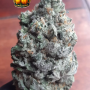 Семена конопли LEMONPAYA ™ от Fast Buds