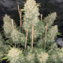 Семена конопли Original AUTO OG KUSH от Fast Buds
