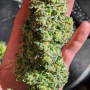 Семена конопли Original AUTO CRITICAL от Fast Buds