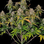 Семена конопли Original AUTO CHEMDAWG от Fast Buds