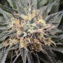 Cannabis seed variety Euphoria