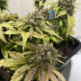 Cannabis seed variety Auto Northern Lights