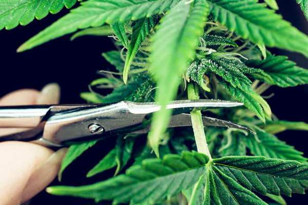 как правильно обрезать листья марихуаны