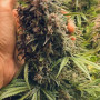 Семена конопли TROPICANA Cookies Auto от Fast Buds