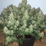 Семена конопли TANGIE Auto от Fast Buds