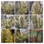 Cannabis seed variety Mazar