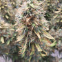 Cannabis seed variety Mazar