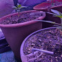 Семена конопли Insane OG от Barney's Farm