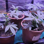 Семена конопли Insane OG от Barney's Farm