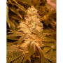 Cannabis seed variety Auto Kush Feminised Gold