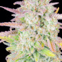 Cannabis seeds Original TRAINWRECK Auto from Fast Buds