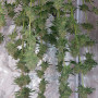 Cannabis seeds Wedding CHEESECAKE FF from Fast Buds