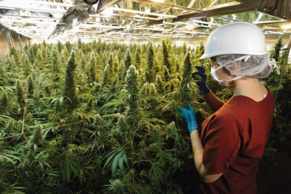 Как правильно собирать марихуану легализация выращивания конопли