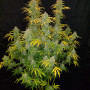 Cannabis seeds BLUE DREAM Auto from Fast Buds